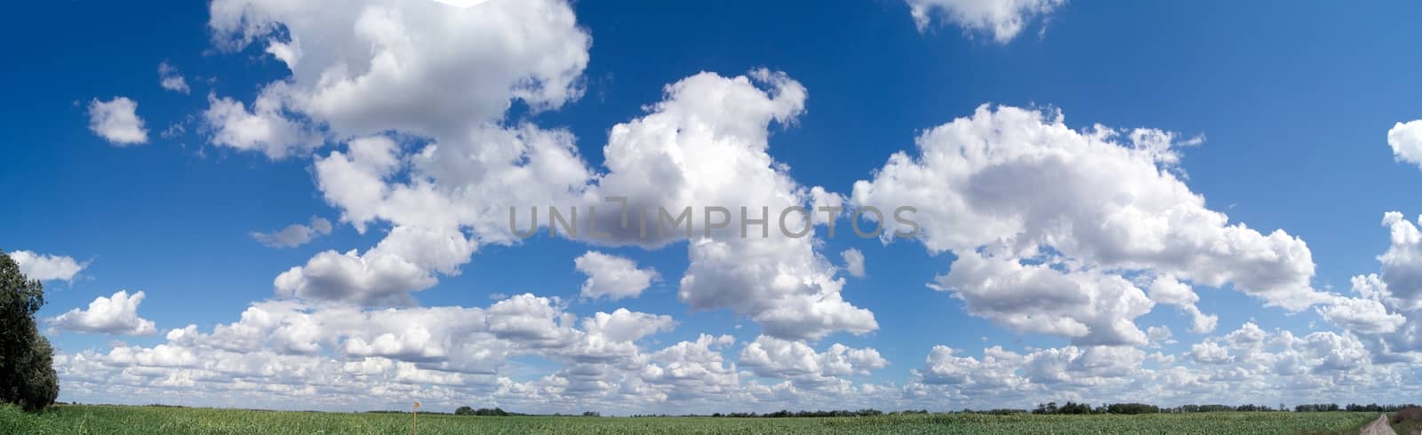 summer clouds in the sky above the corn field