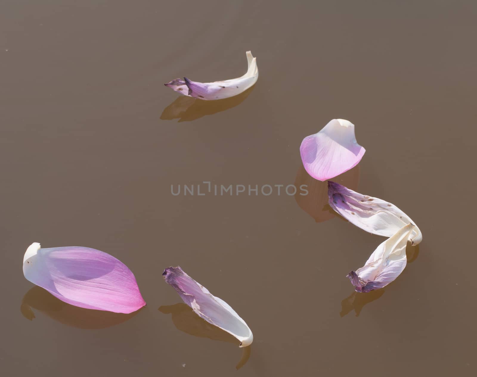 Lotus flower petals on the pond in southern Vietnam.