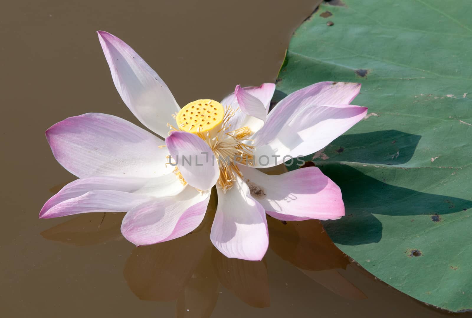 Lotus flower and Lotus flower plants in southern Vietnam.