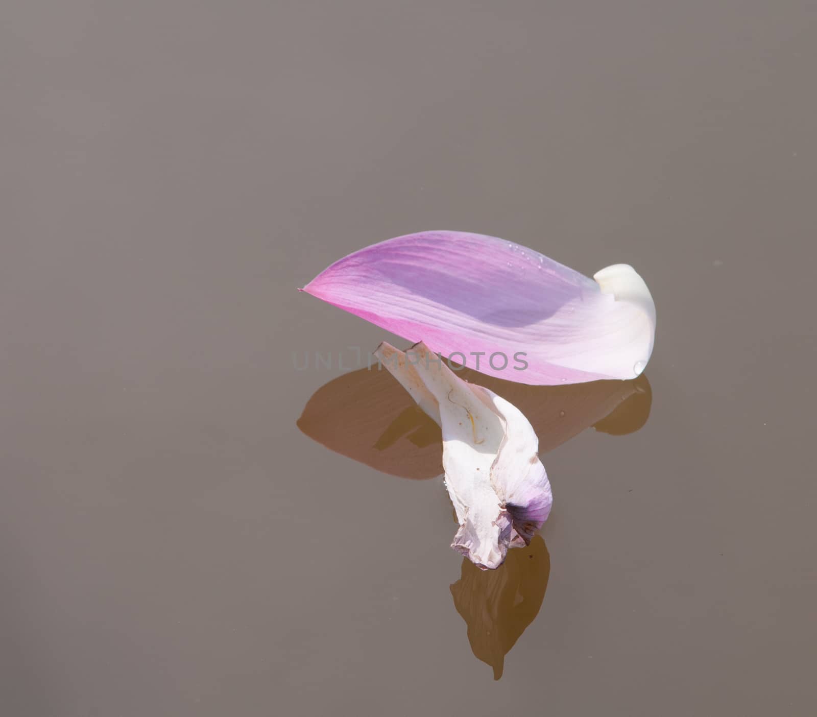 Lotus flower petals on the pond by vietimages