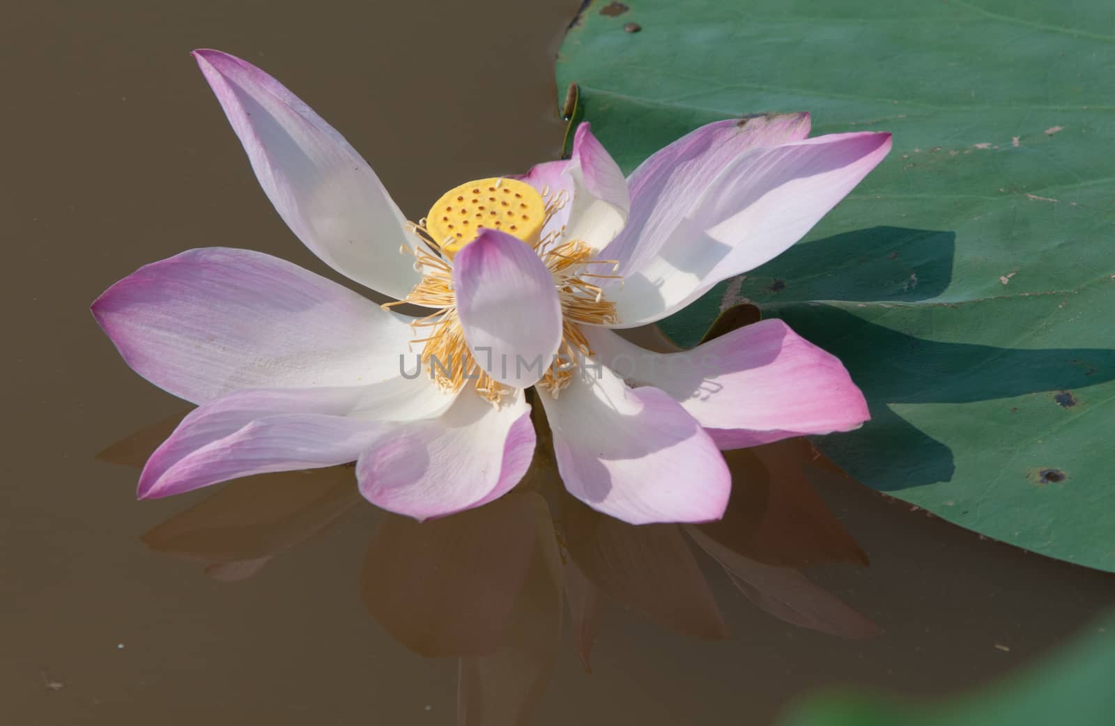 Lotus flower and Lotus flower plants in southern Vietnam.