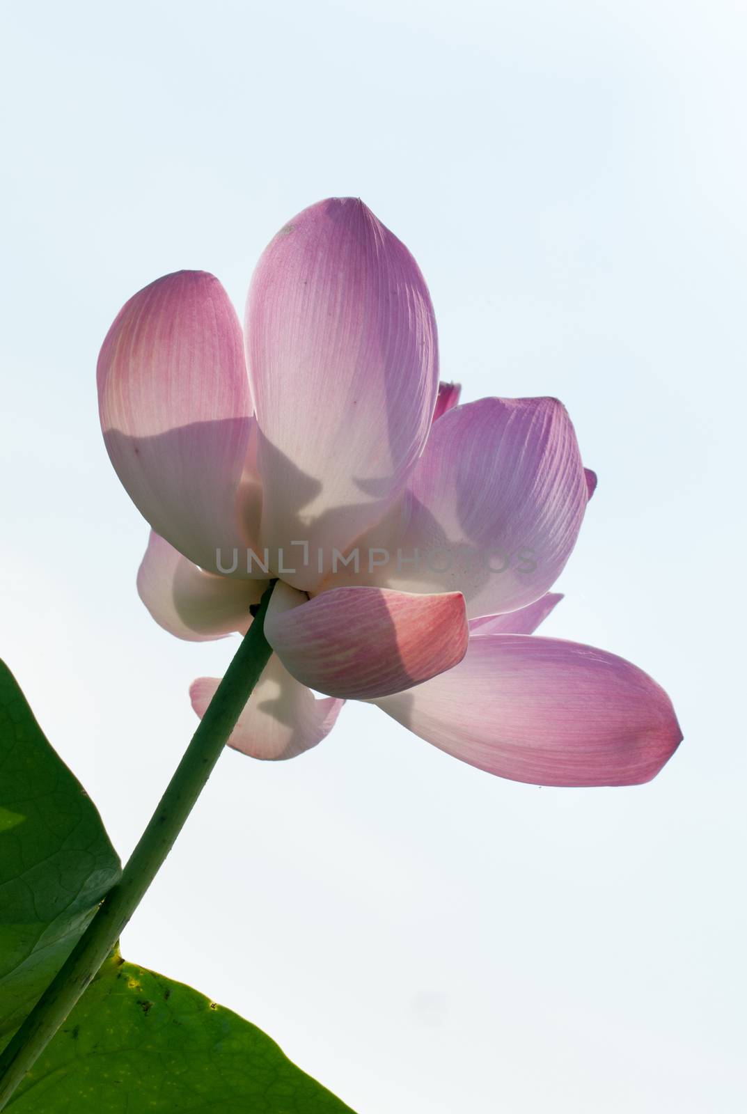 Lotus flower and Lotus flower plants in southern Vietnam.