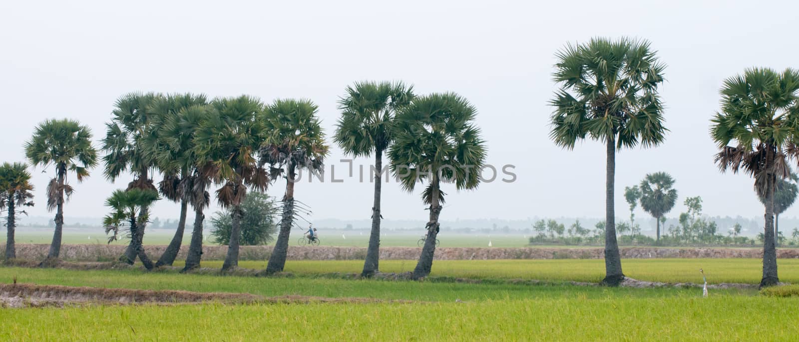 Palm trees on paddy rice field in southern Vietnam by vietimages