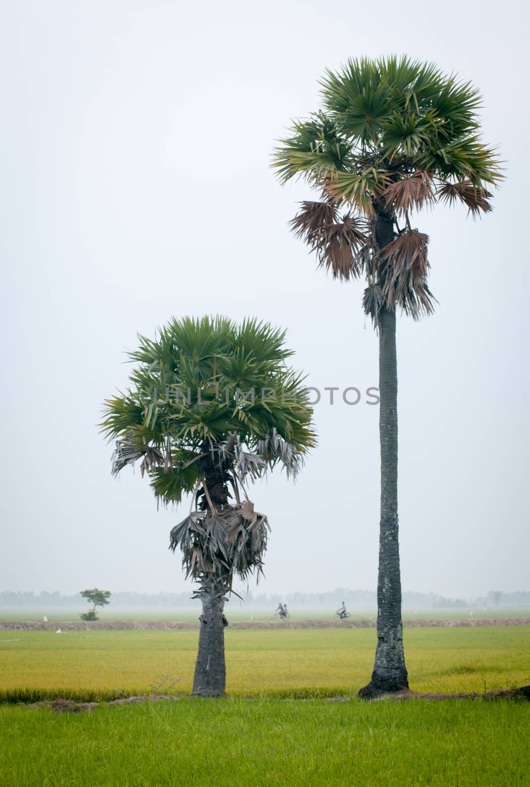 Palm trees on paddy rice field in southern Vietnam by vietimages