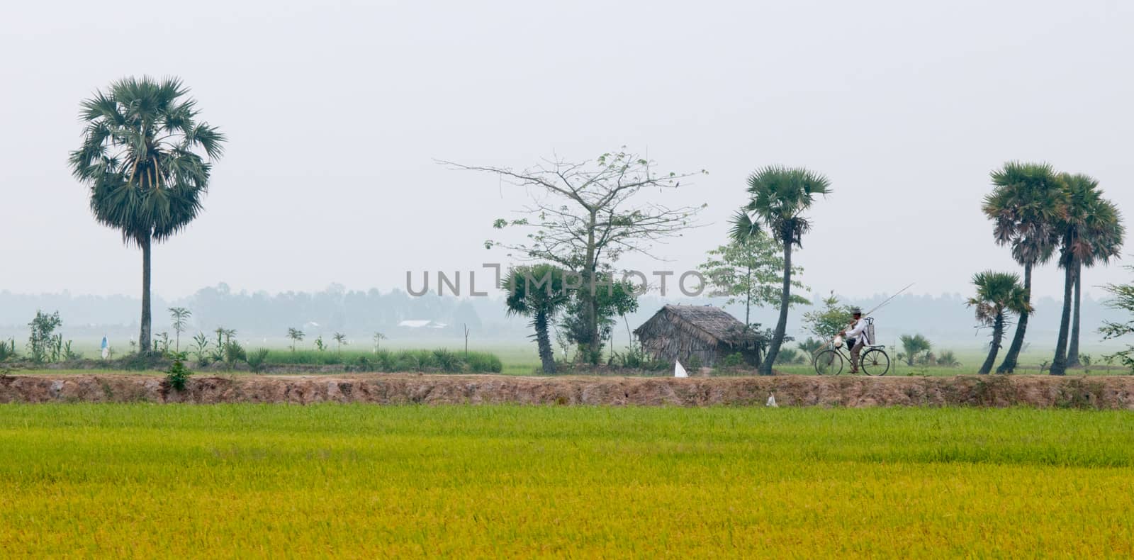 Palm trees on paddy rice field in An Giang province, Mekong Delta, southern Vietnam.