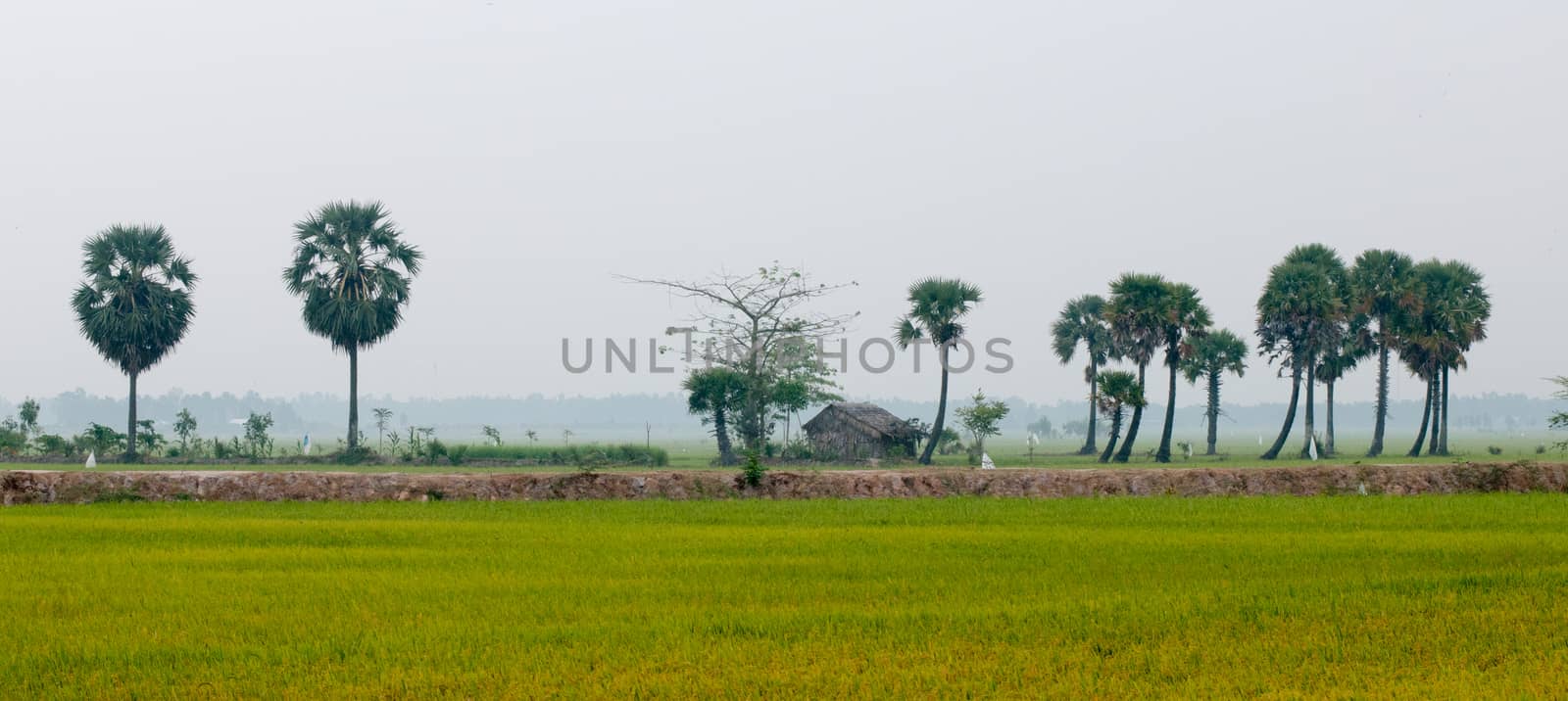 Palm trees on paddy rice field in An Giang province, Mekong Delta, southern Vietnam.