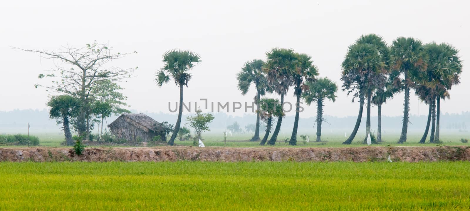 Palm trees on paddy rice field in An Giang province, Mekong Delta, southern Vietnam.