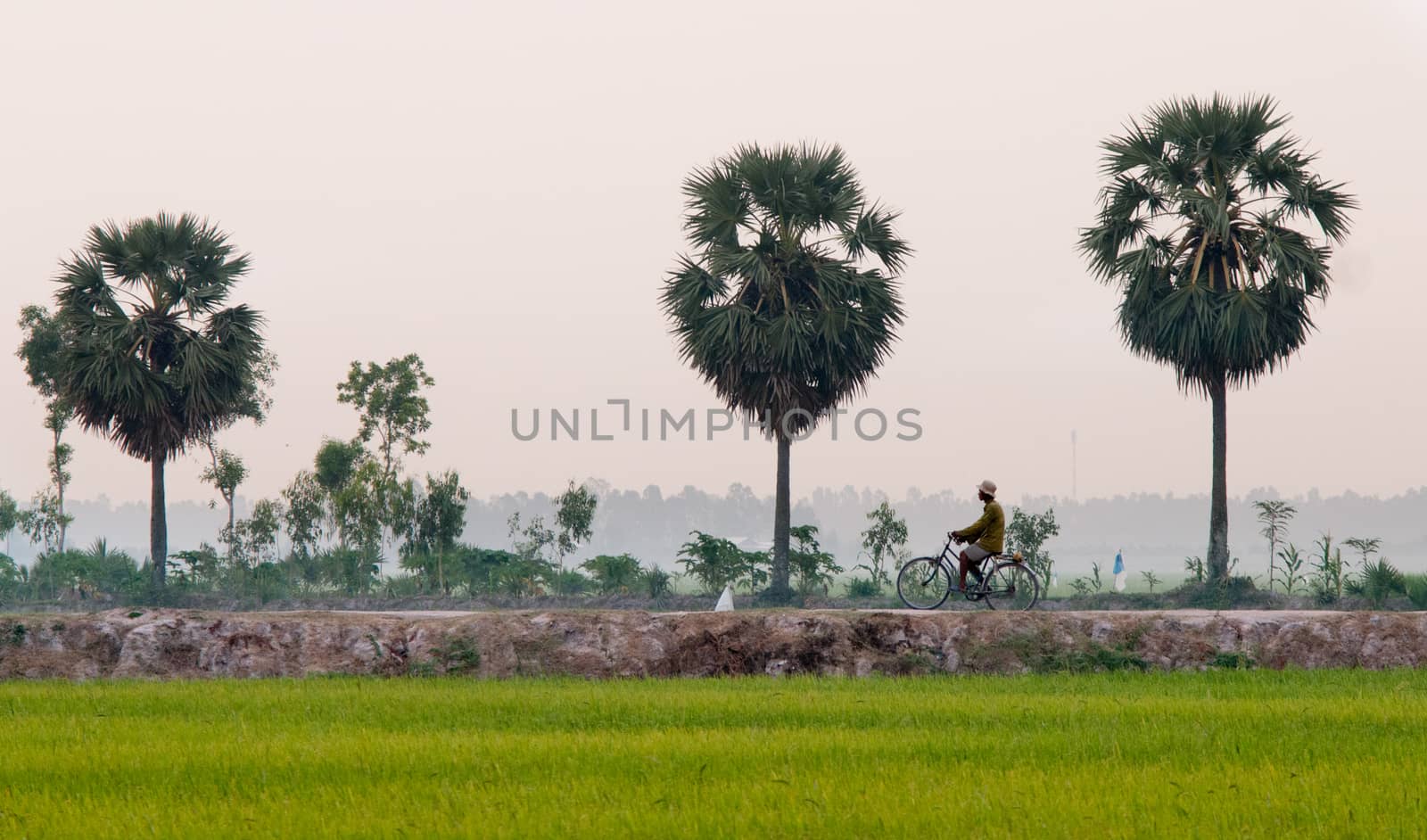 Palm trees on paddy rice field in An Giang province, Mekong Delta, southern Vietnam.