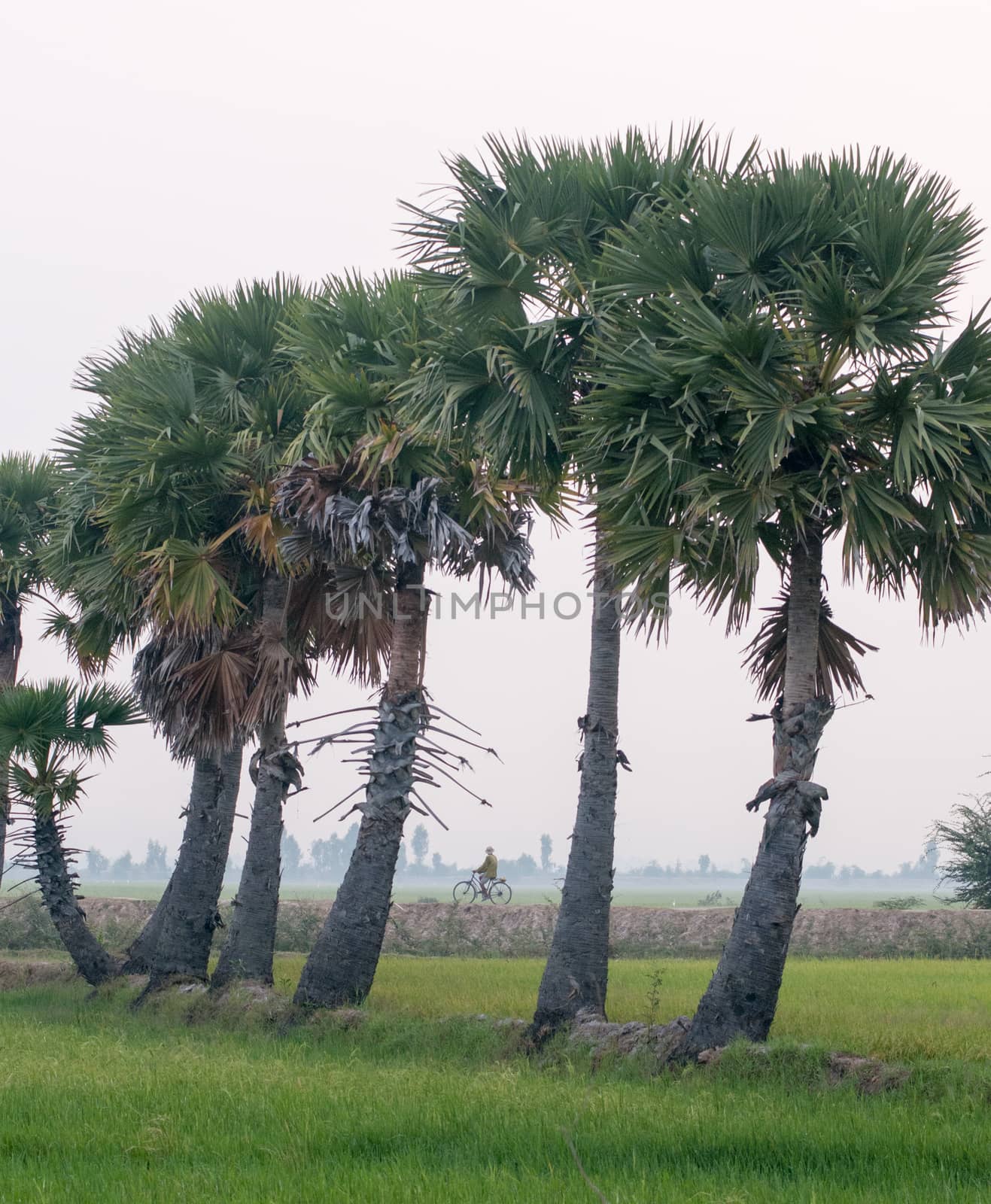 Palm trees on paddy rice field in southern Vietnam by vietimages