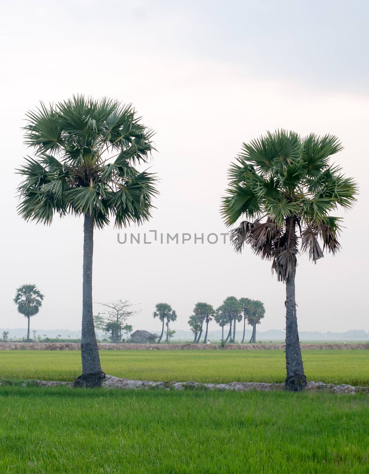 Palm trees on paddy rice field in An Giang province, Mekong Delta, southern Vietnam.