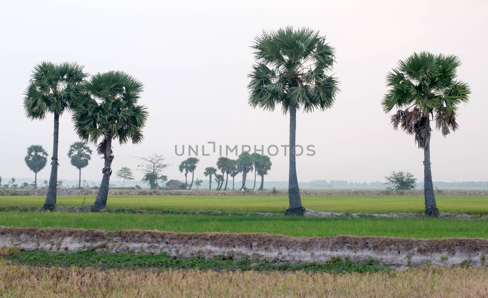 Palm trees on paddy rice field in An Giang province, Mekong Delta, southern Vietnam.