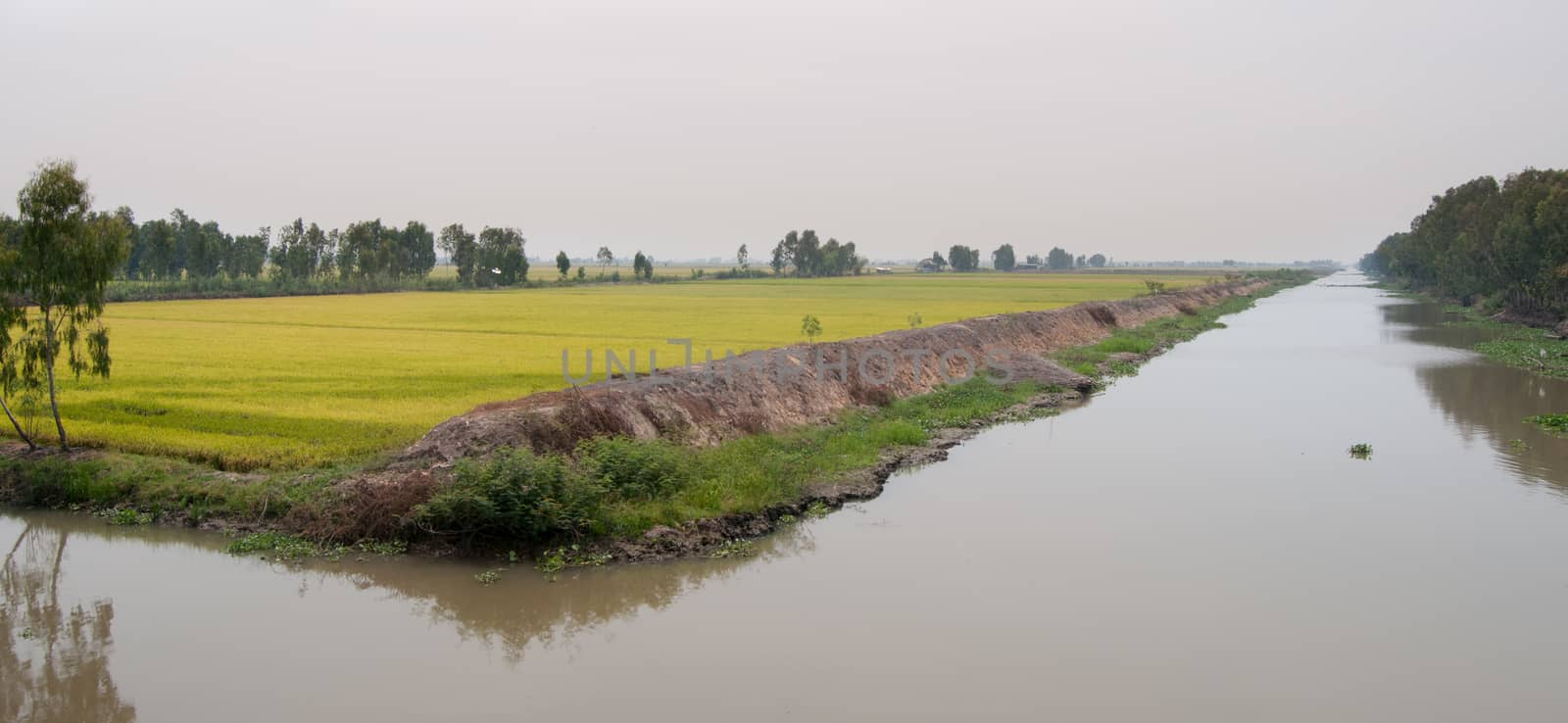 Paddy rice field in An Giang province, Mekong Delta, southern Vietnam.