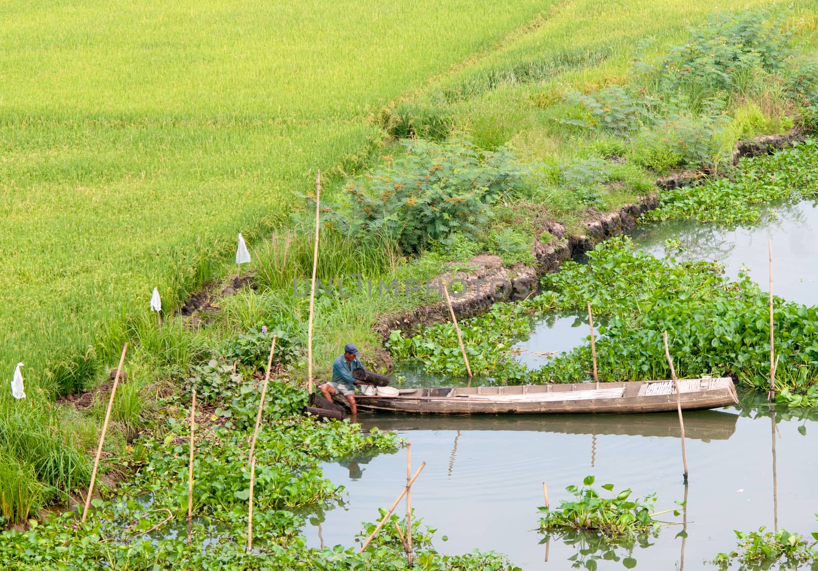 Mekong Delta, Vietnam - Mar 13, 2011. A man sitting on small boat, harvesting vegetables on river in Mekong Delta, southern Vietnam.