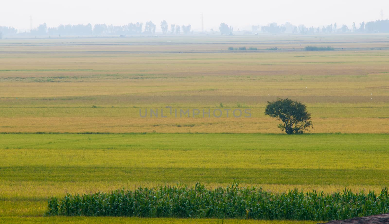 Paddy rice field in An Giang province, Mekong Delta, southern Vietnam.