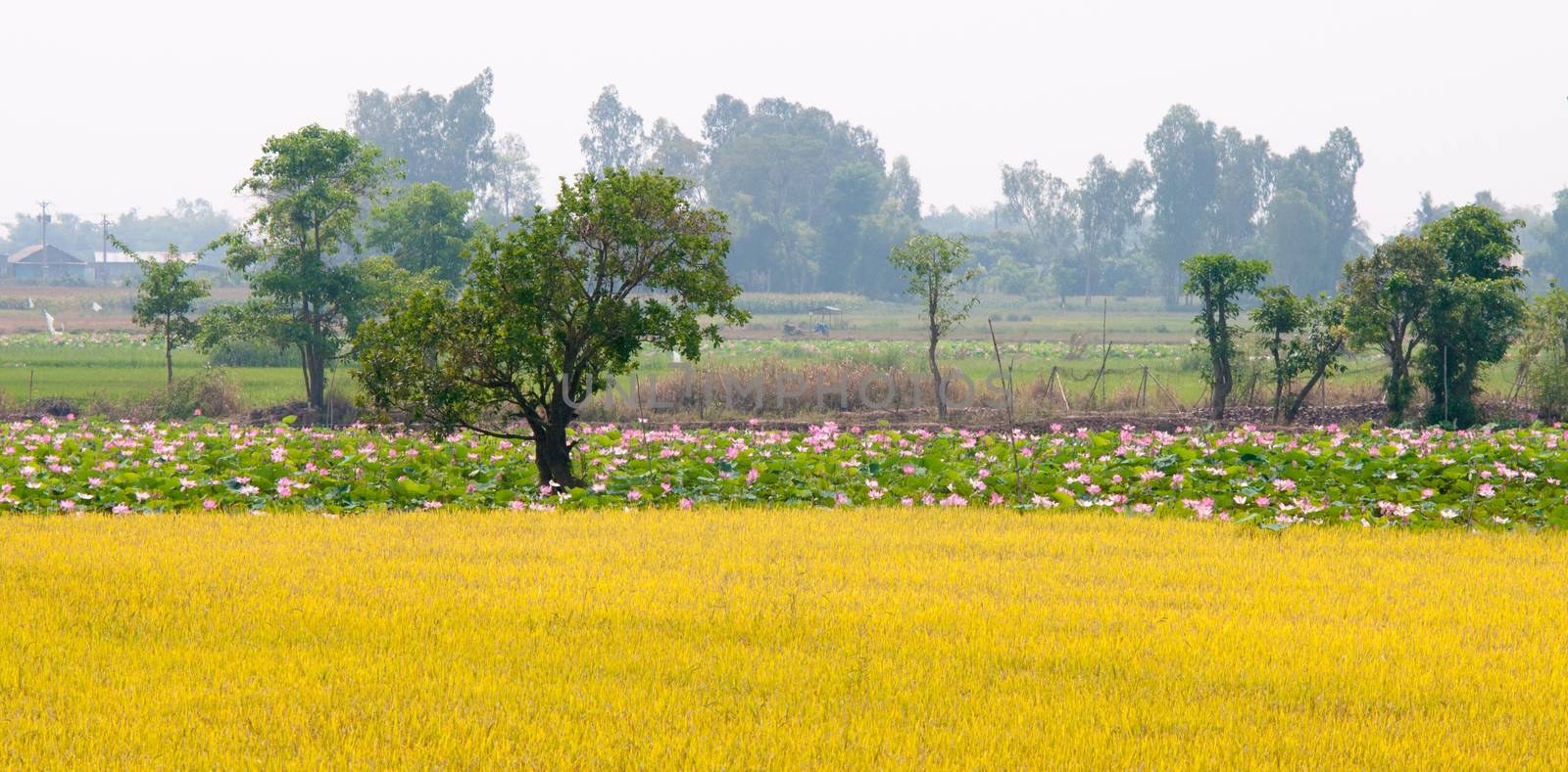 Lotus fields by vietimages