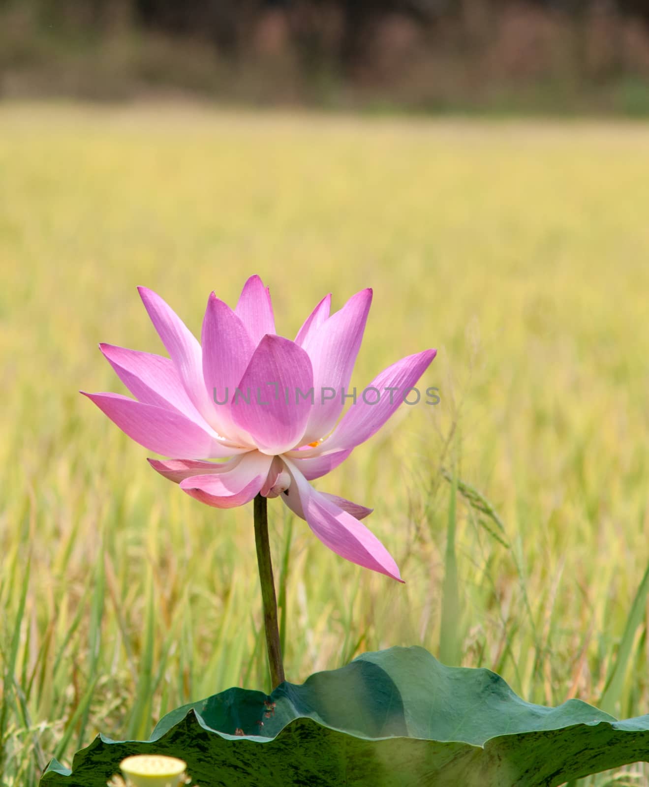 Lotus flower and Lotus flower plants in southern Vietnam.