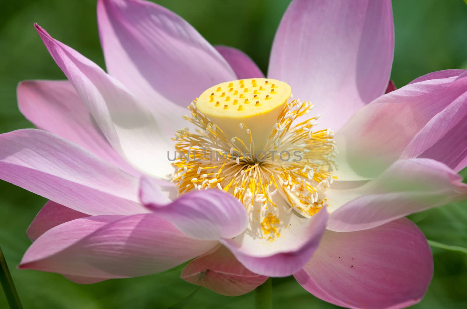 Close-up of blossom pink lotus flowers in Mekong Delta, Vietnam.