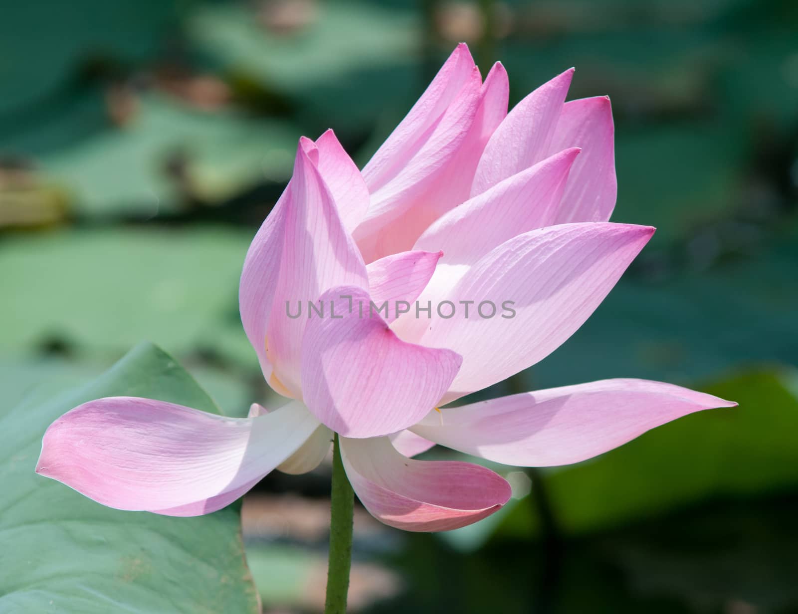 Lotus flower and Lotus flower plants in southern Vietnam.