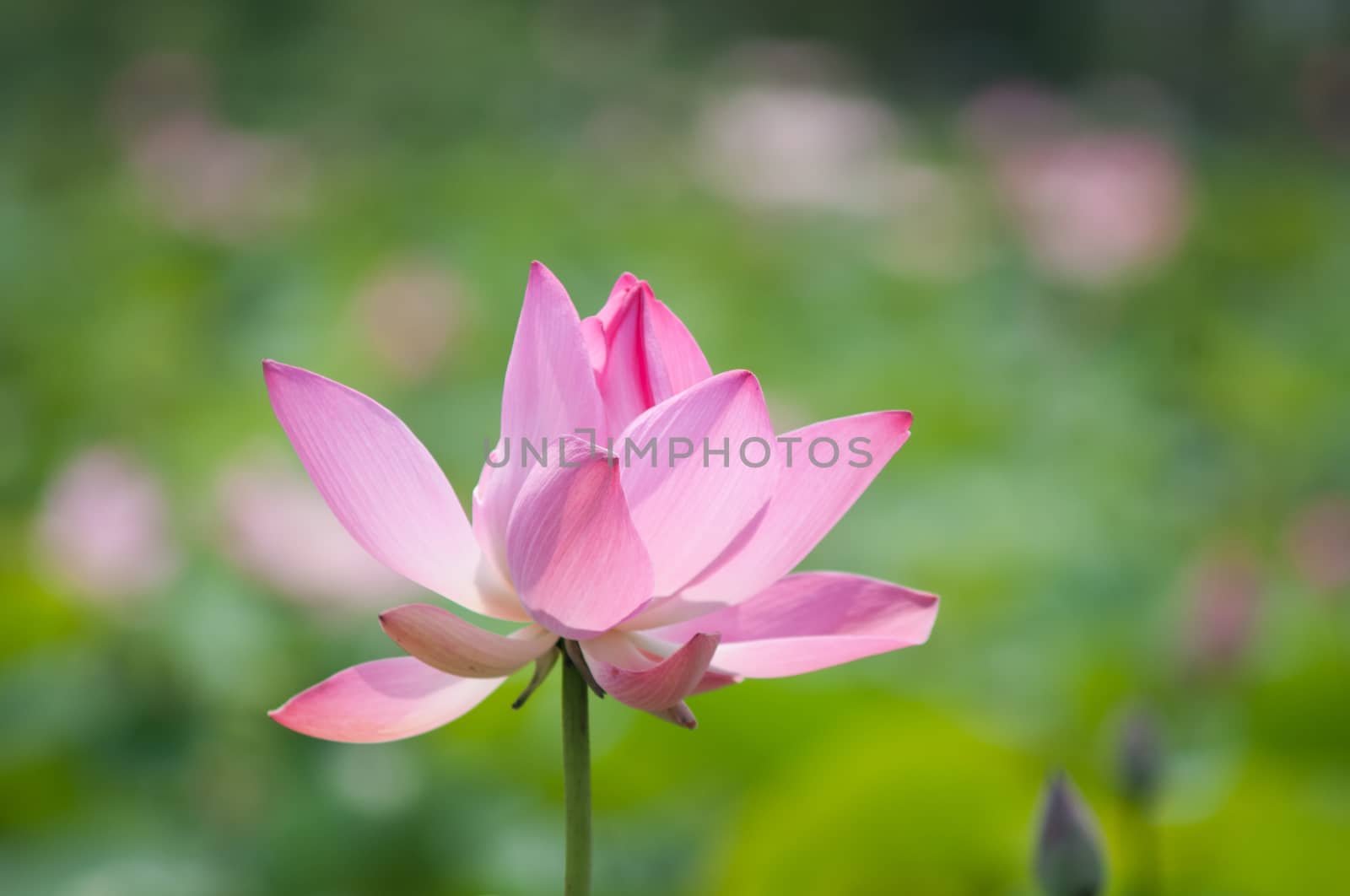 Lotus flower and Lotus flower plants by vietimages