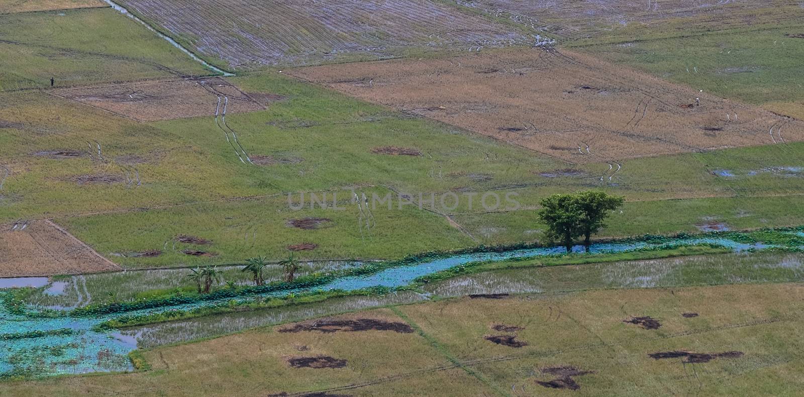 Aerial view of paddy rice fields in Mekong Delta Zone, Southern Vietnam.