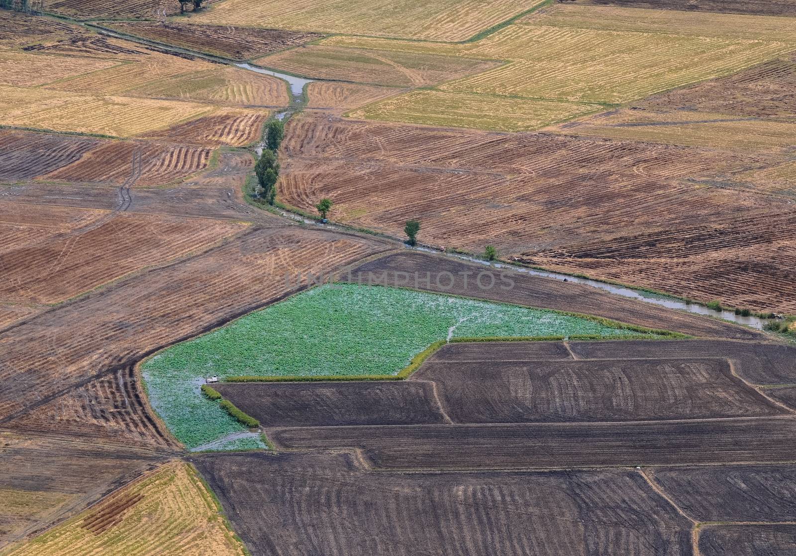 Aerial view of paddy rice fields in Mekong Delta Zone, Southern Vietnam.