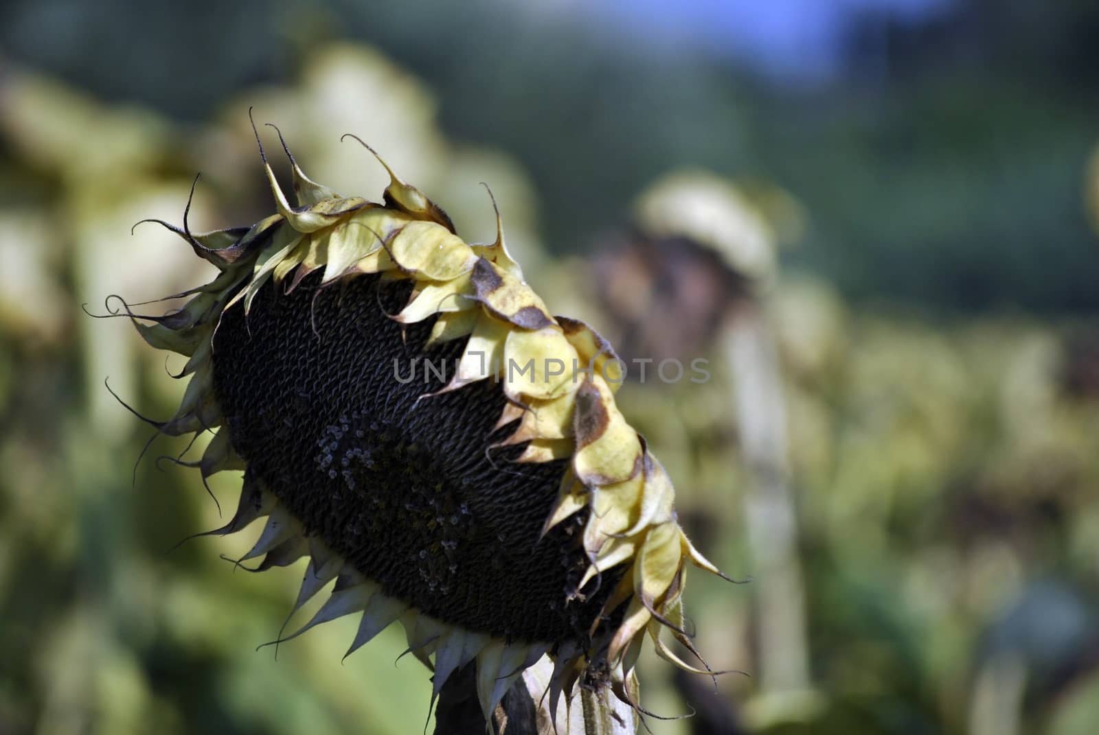 dead sunflower by sabbatinifoto