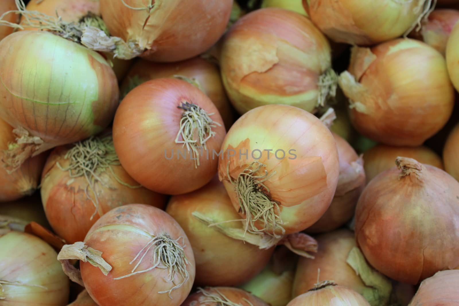 A bunch of onions on display at a market.