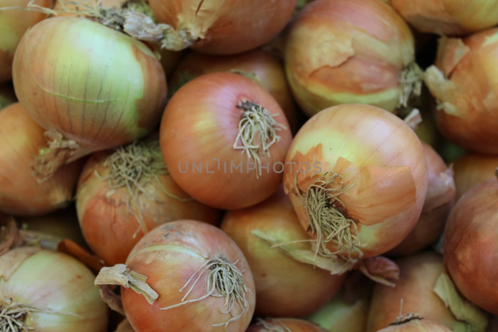 A bunch of onions on display at a market.