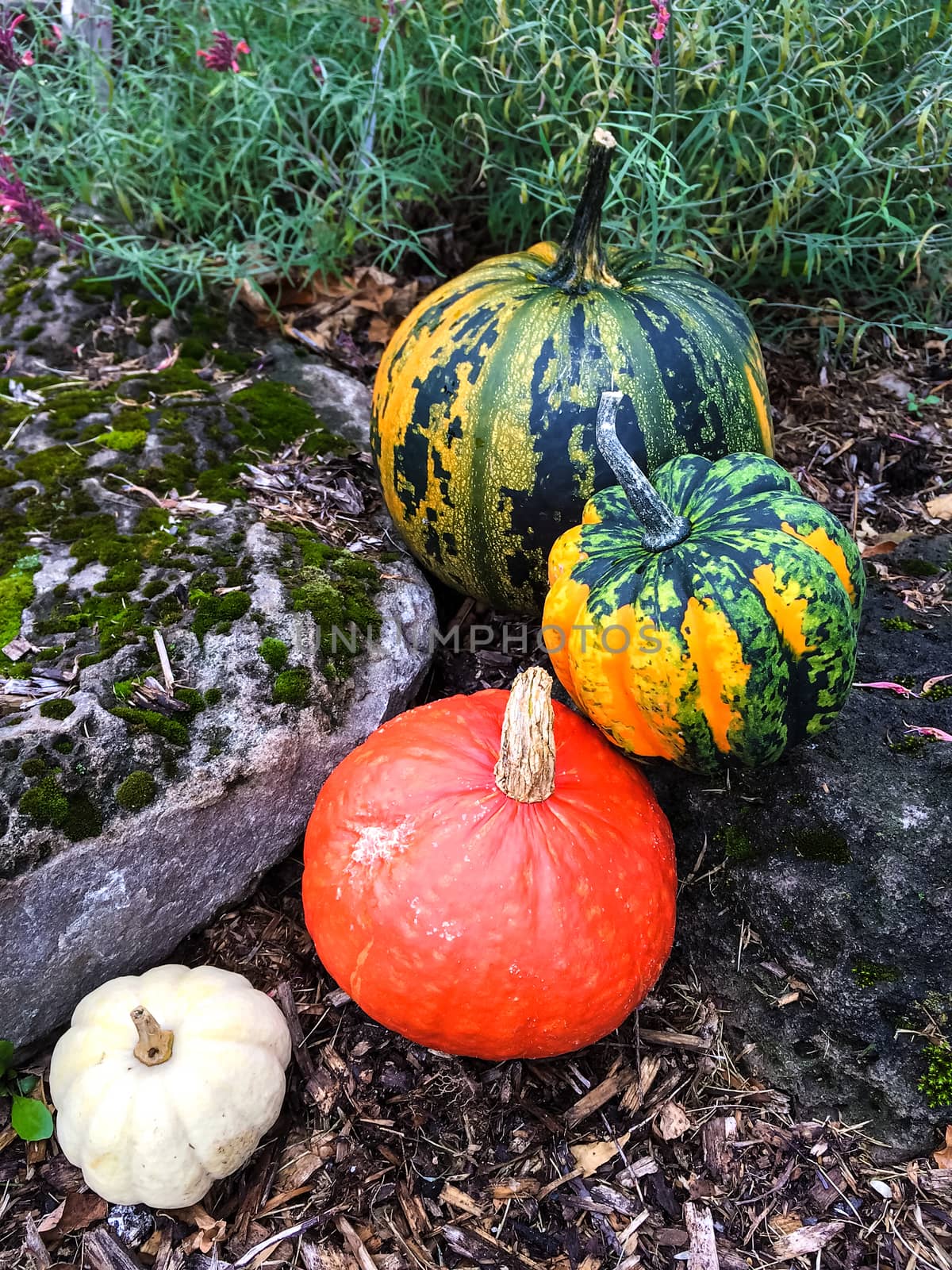 Four colorful pumpkins decorating an autumn garden.