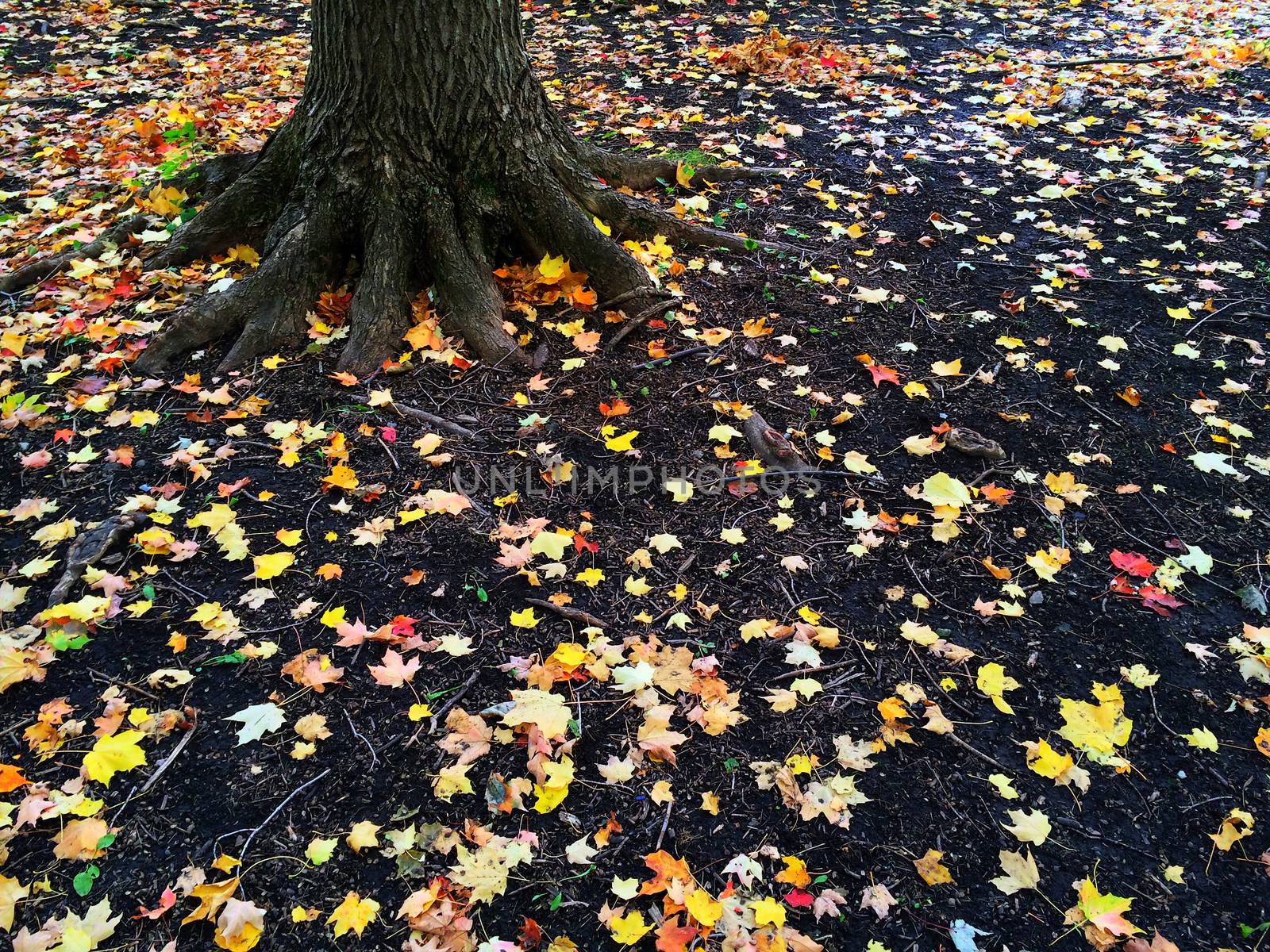 Roots of a tree and golden autumn leaves by anikasalsera