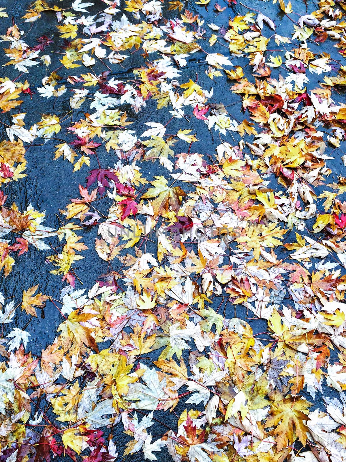 Yellow maple leaves on wet asphalt. Autumn background.