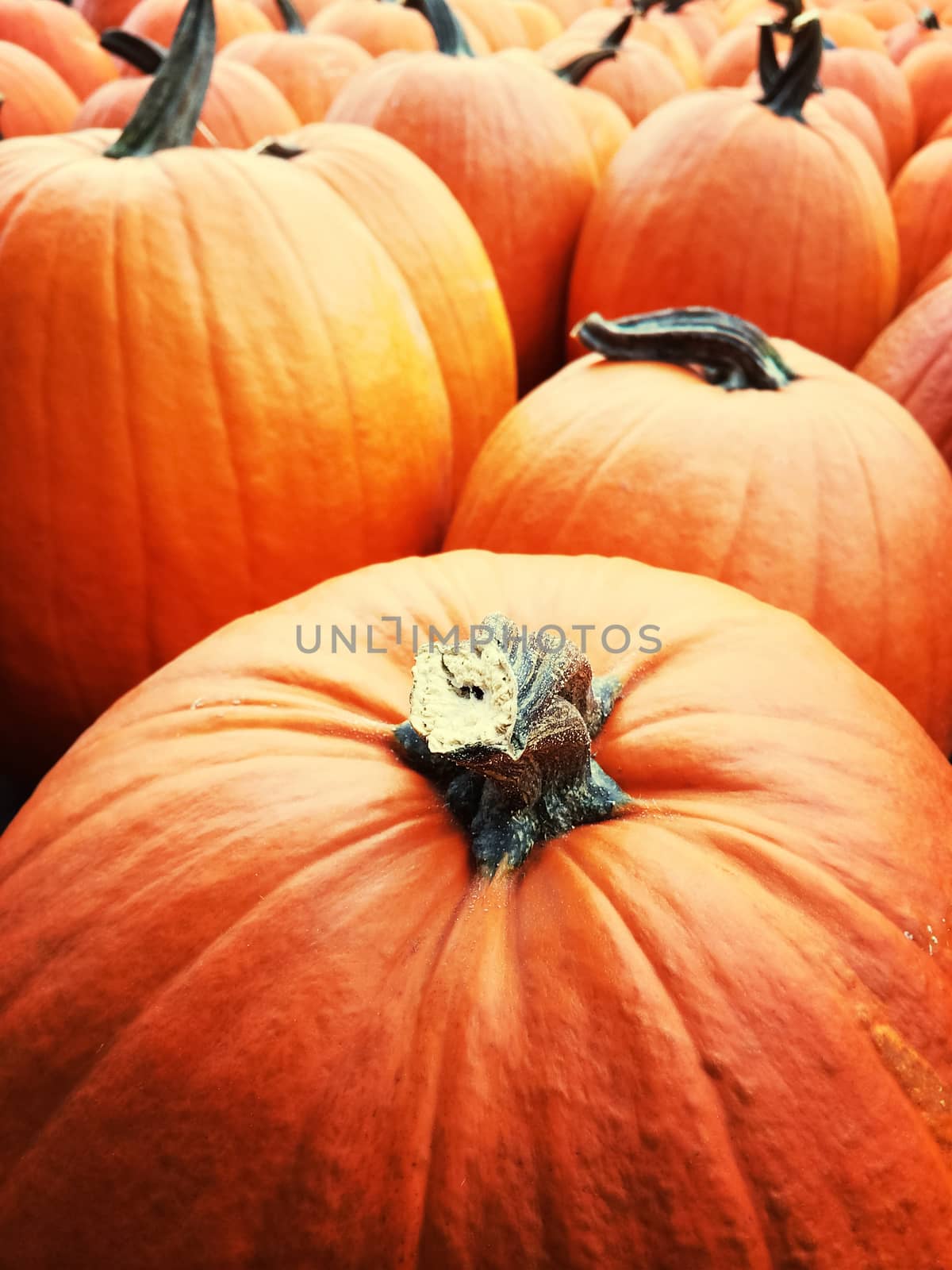 Orange pumpkins at the autumn market by anikasalsera