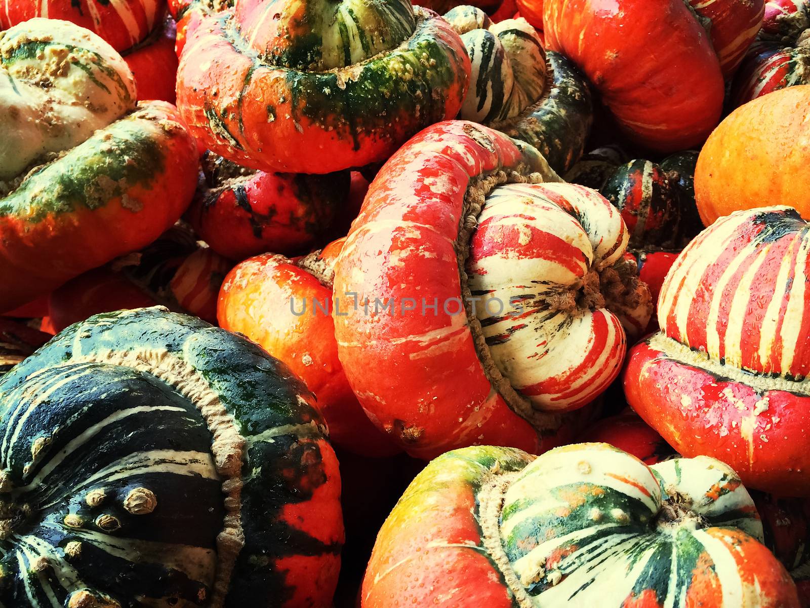 Colorful decorative Turban squashes by anikasalsera