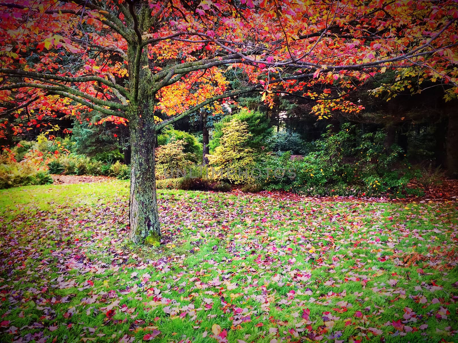 Beautiful autumn landscape full of colors by anikasalsera