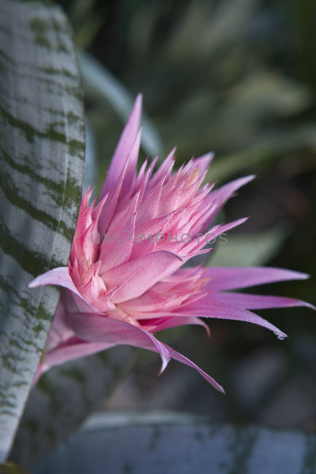 Closeup of Aechmea ramosa (Silver vase bromeliad)