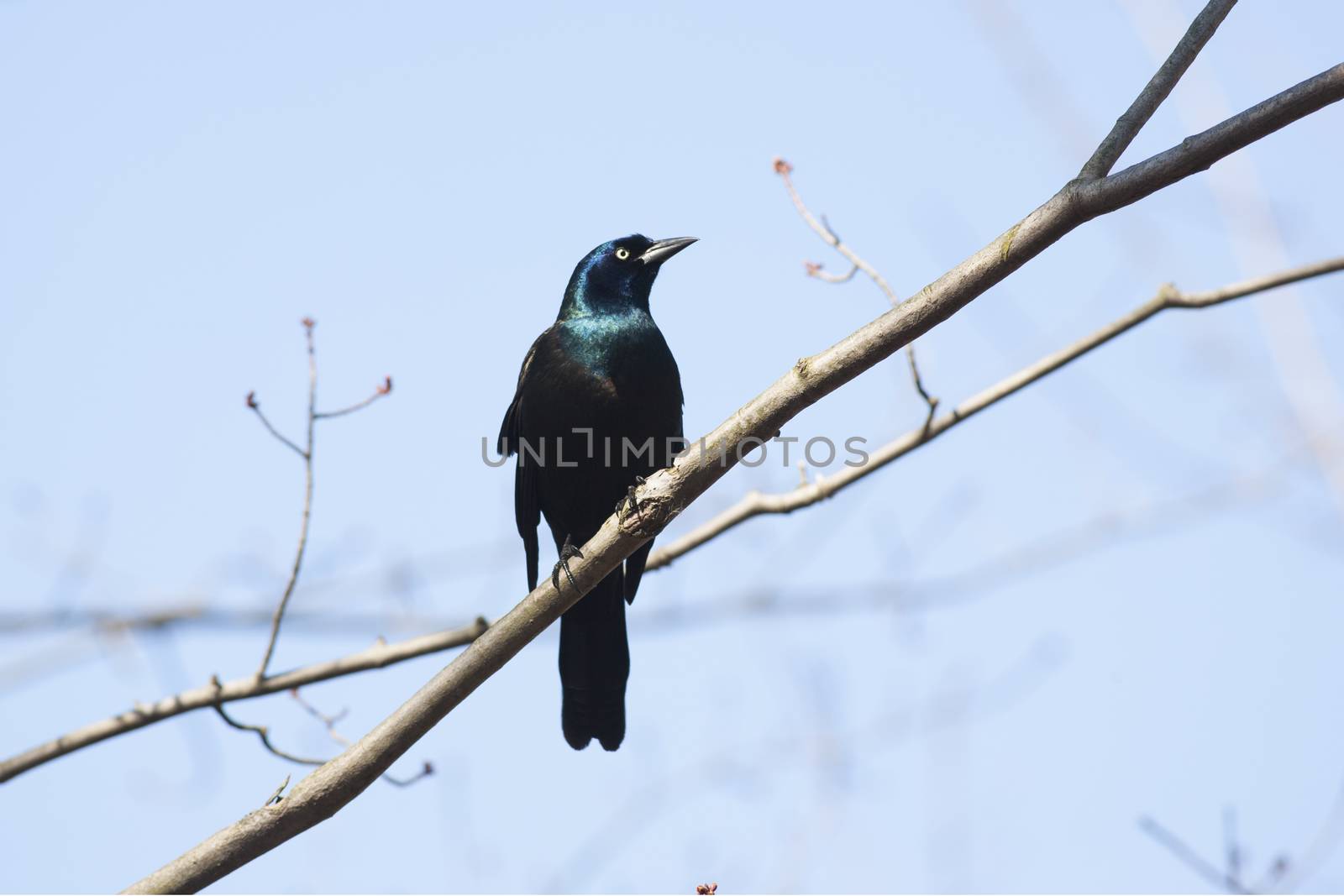 Common grackle bird by rgbspace