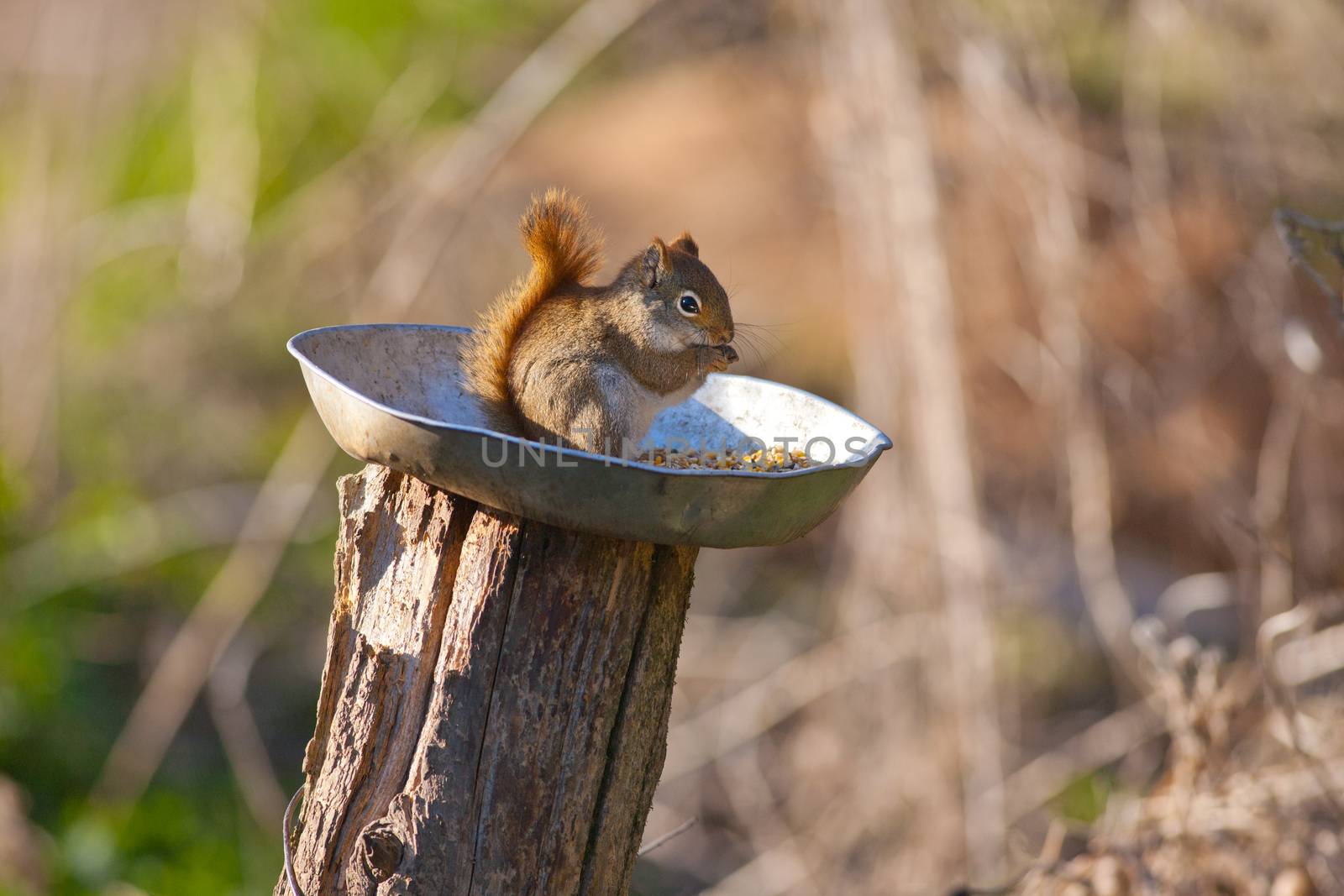 Canadian squirrel eating outdoors - fall season