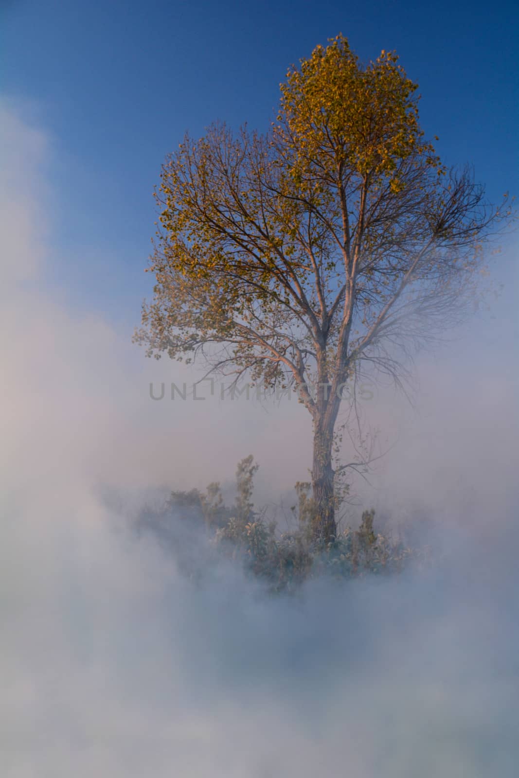 Smoke from a grass wild fire surrounds a tree