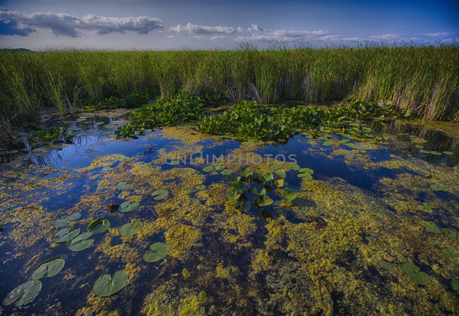 Wetland - Point Pelee conservation area by rgbspace