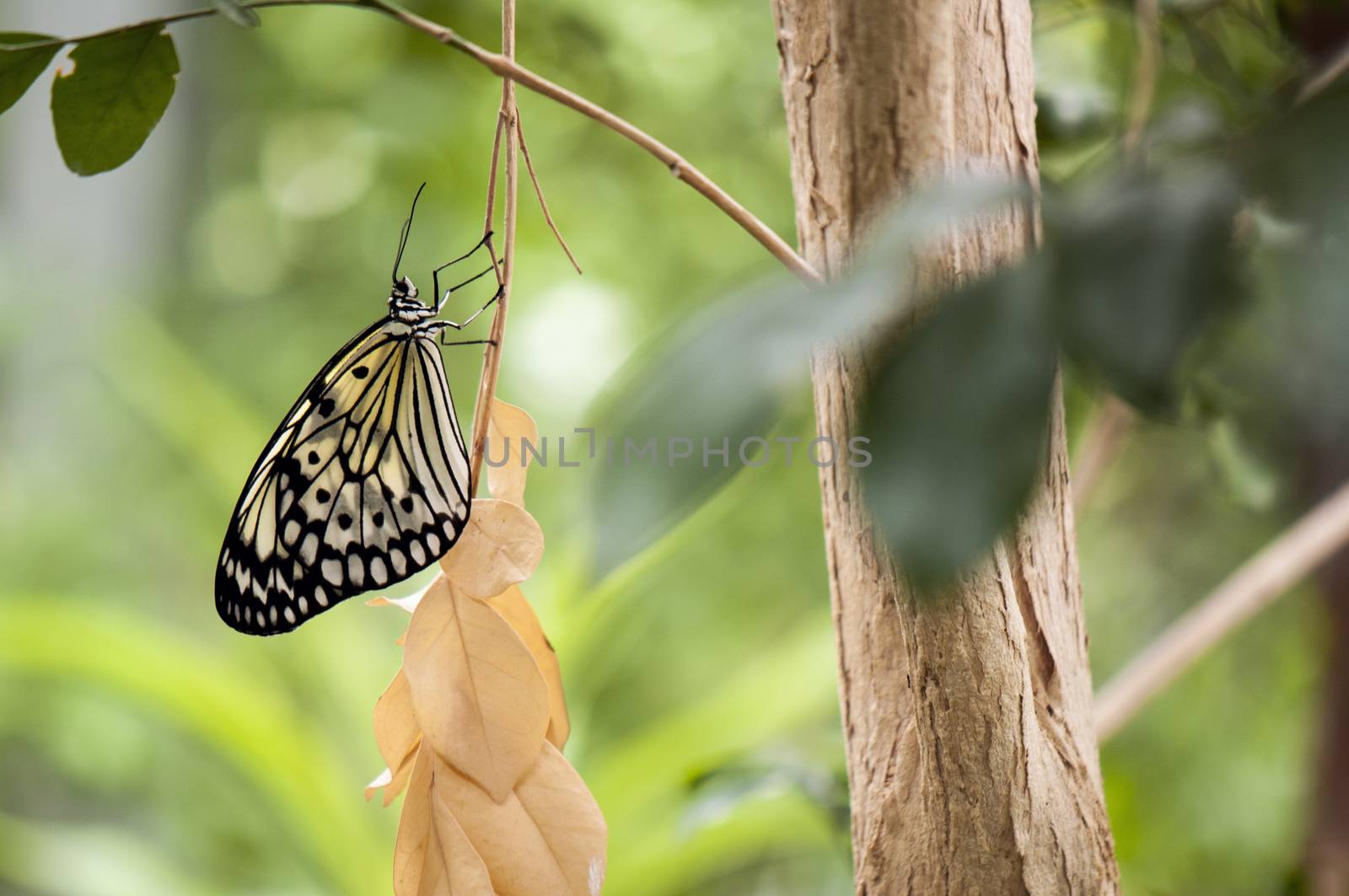 Detail of large tree nymph butterfly (Idea leuconoe) aka paper kite or rice paper butterfly