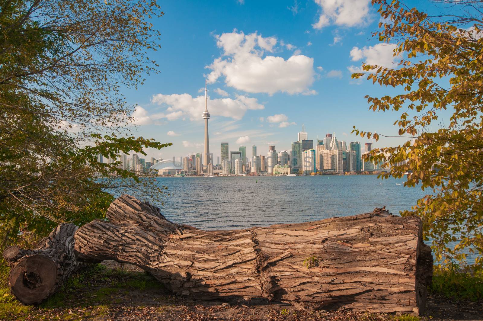 Toronto skyline with seasonal autumn trees by rgbspace