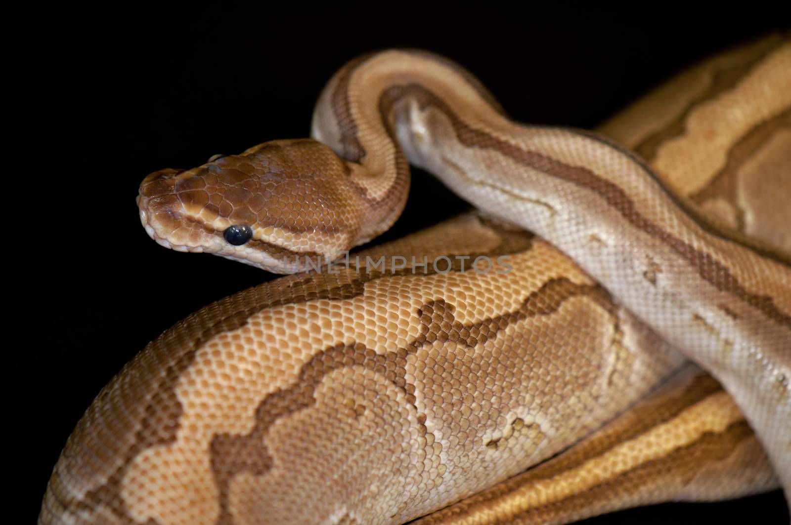 Ball Python detail by rgbspace
