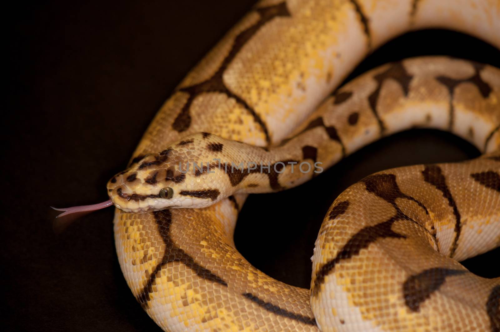 Ball Python detail by rgbspace