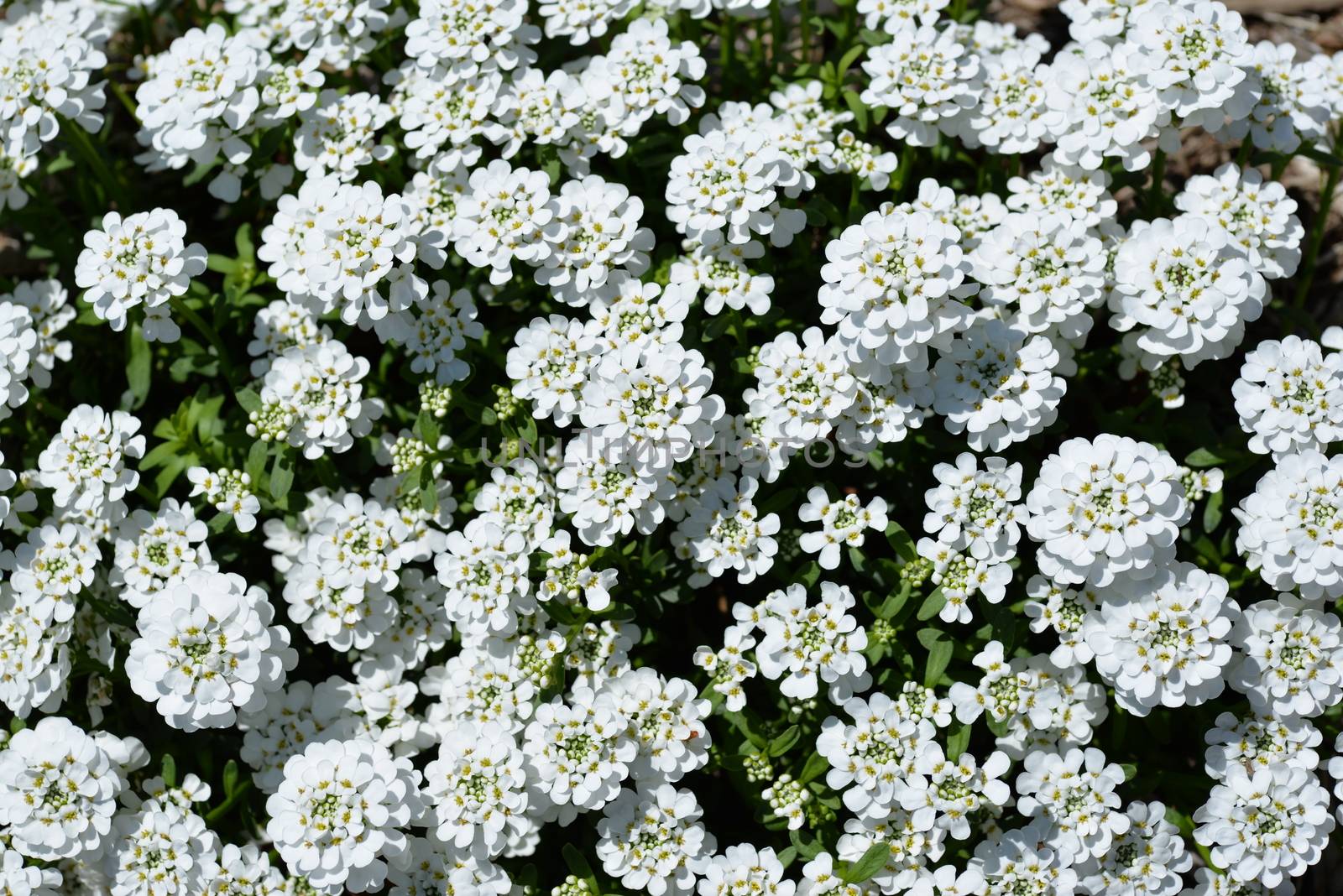 white iberis sempervirens flower in blooom in spring