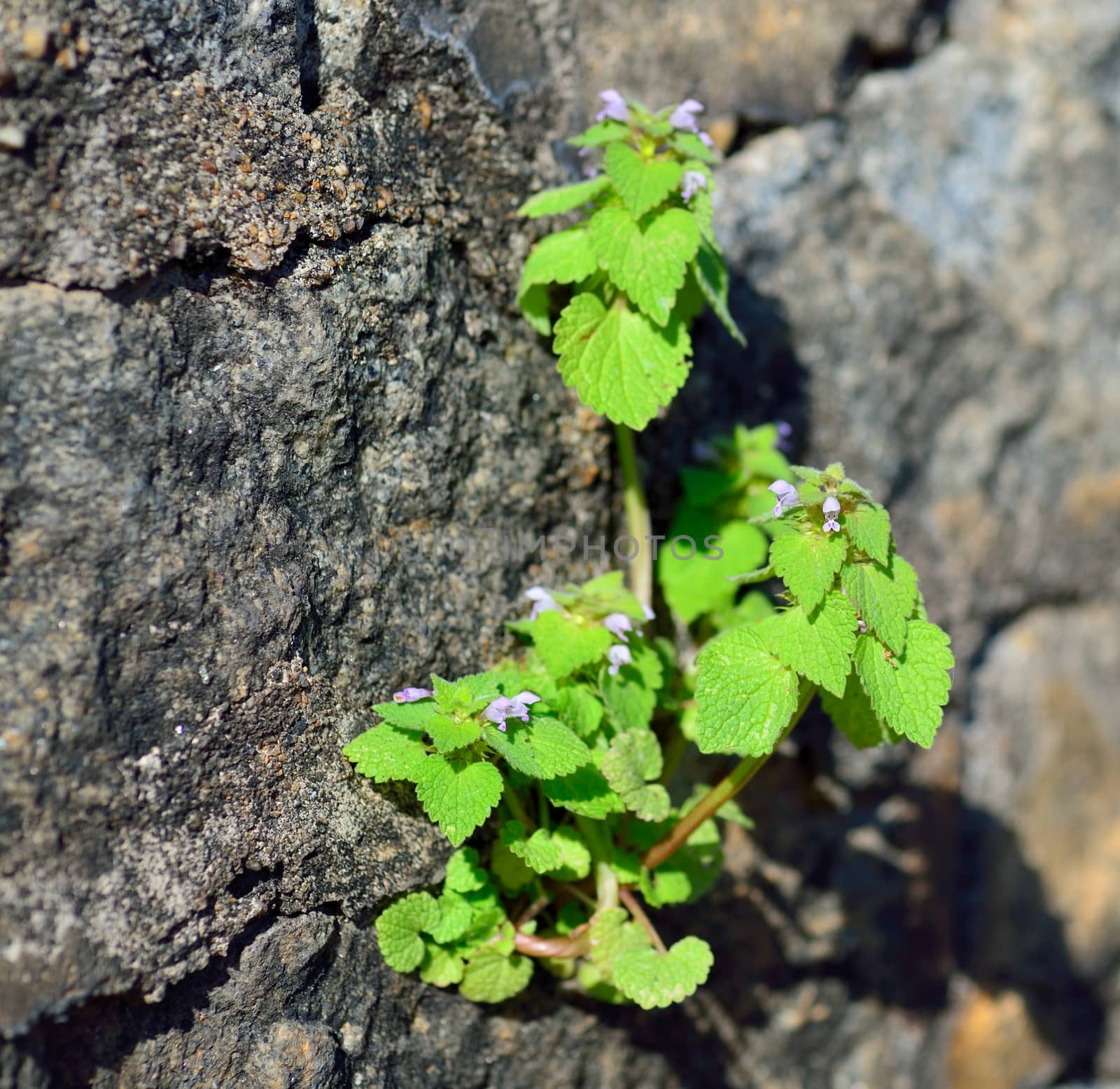 Plant Growing From Rock by nikonite