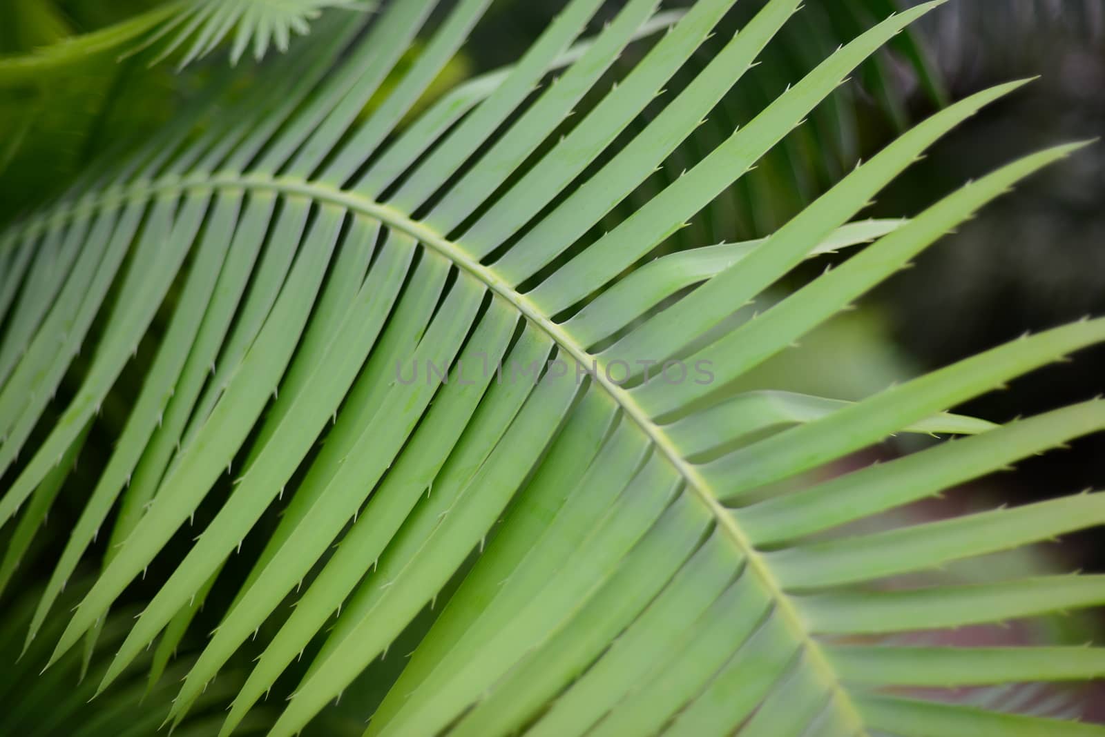 Green Palm Leaves of indoor ornamental Plant