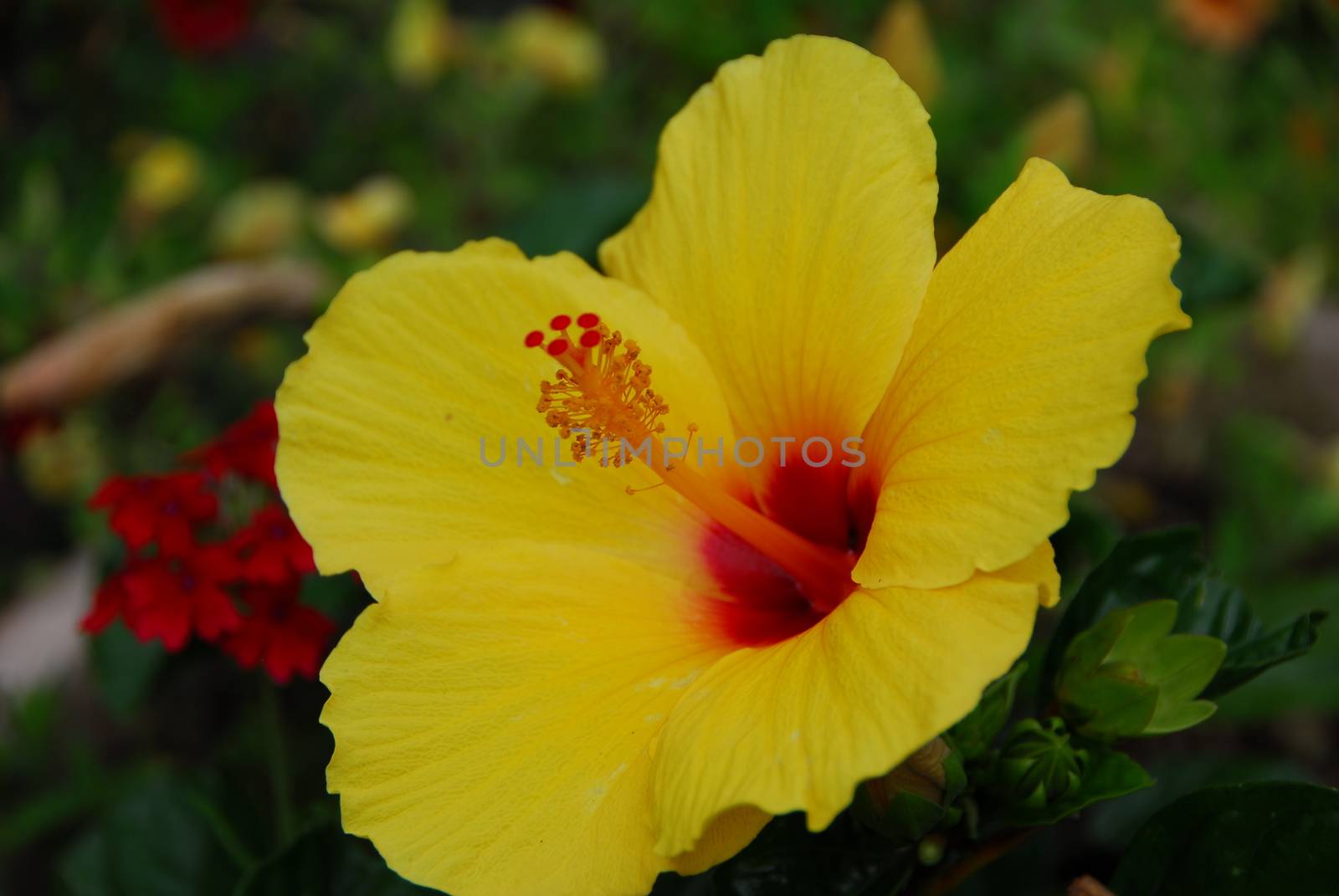 Red Yellow Hibiscus flower in bloom in spring