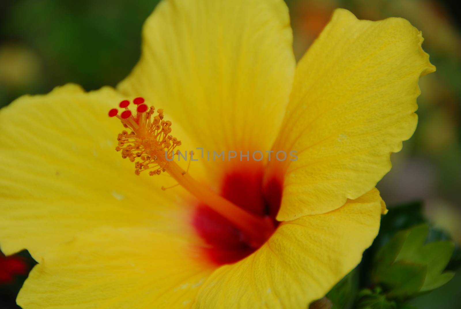 Red Yellow Hibiscus flower by nikonite