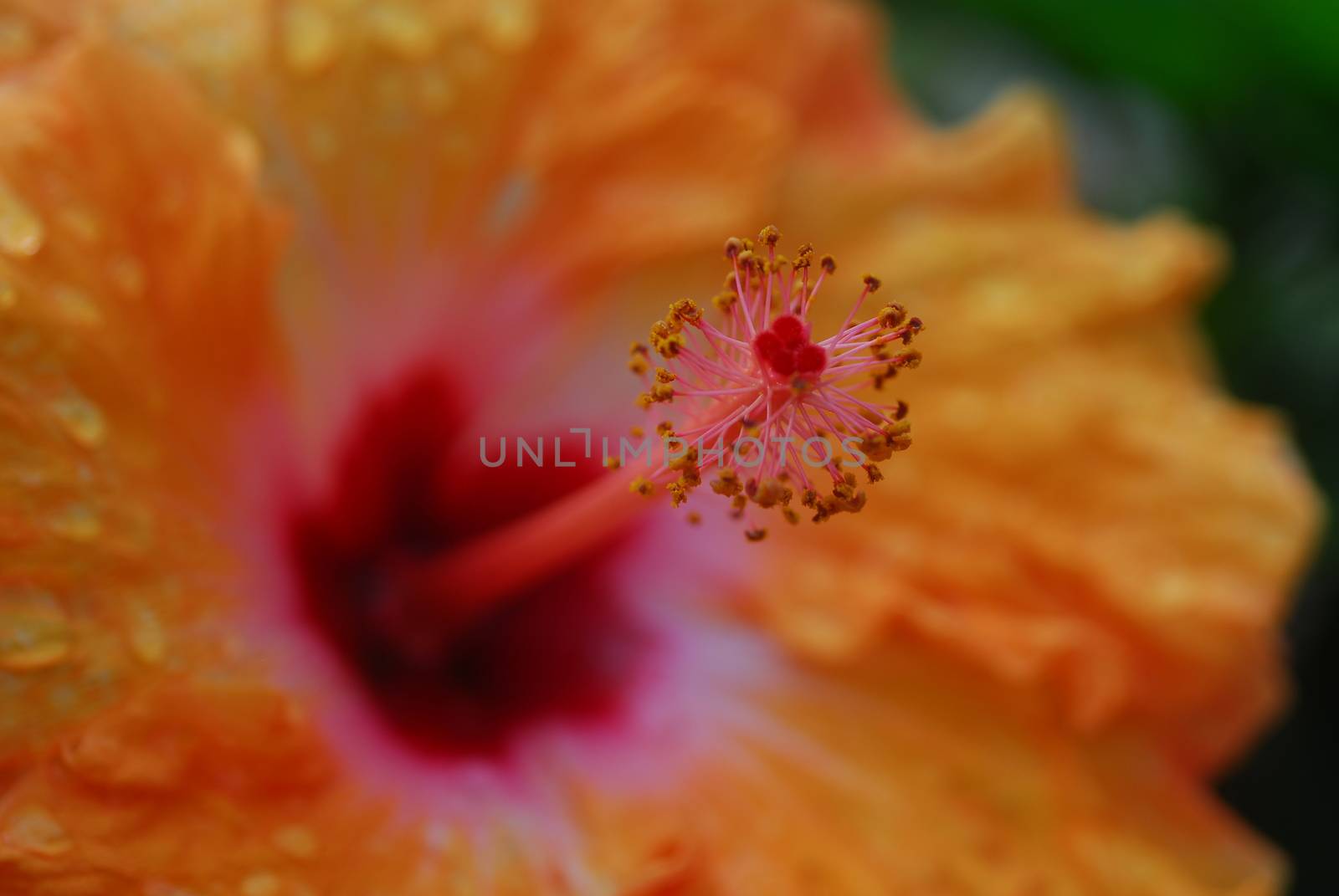 Orange Yellow Hibiscus flower in bloom in spring