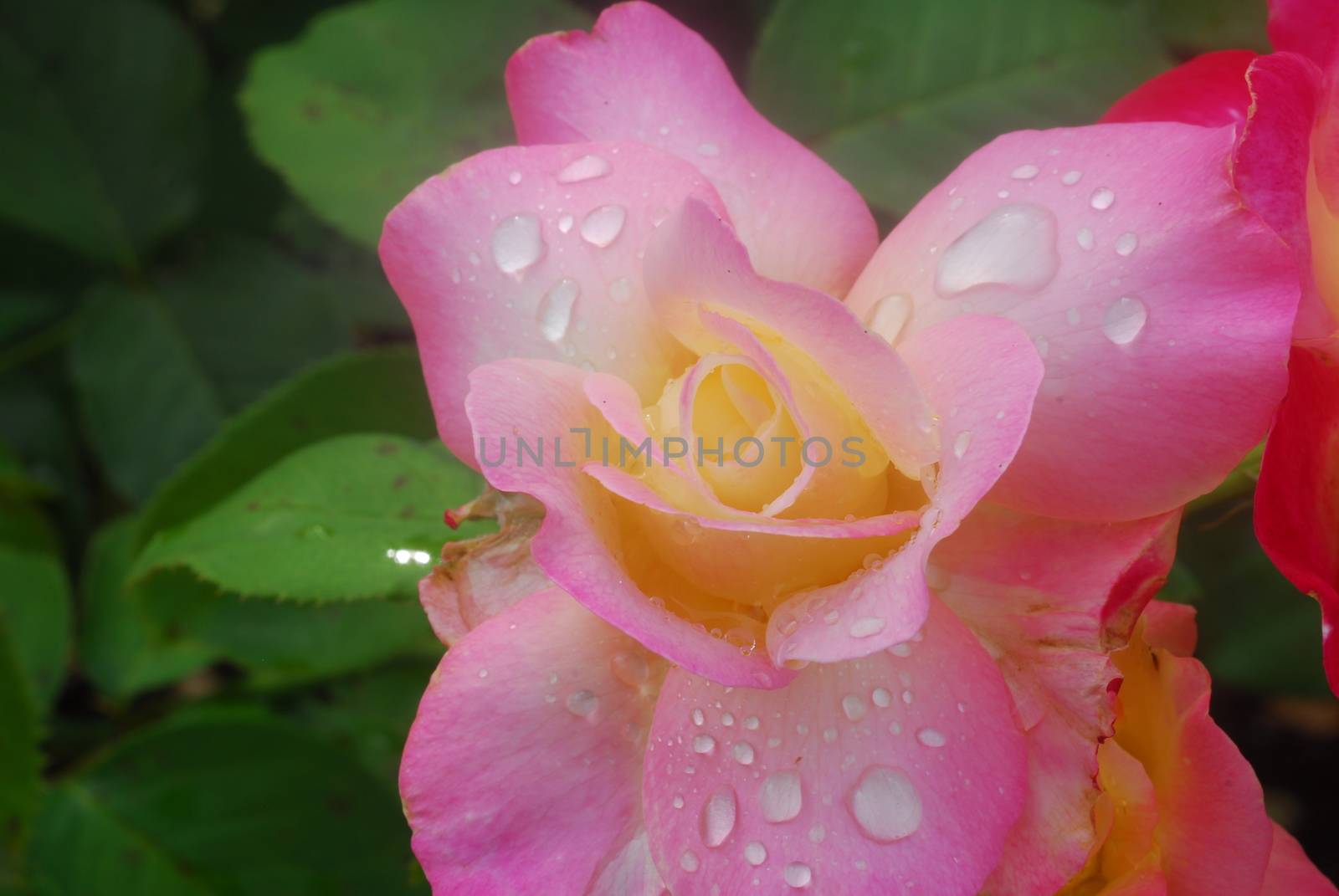 Fresh Pink Rose Flower with drops of water